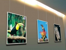 花鸟-LED超薄灯箱